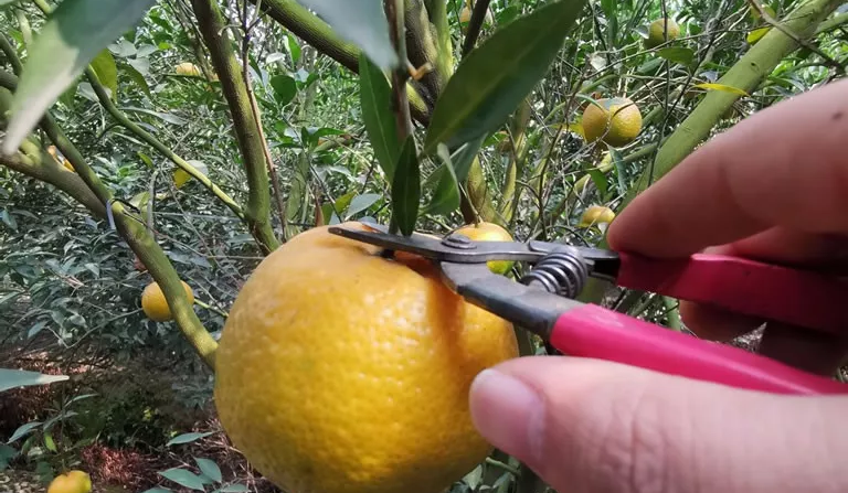 茶坑梁柑